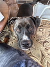 Millie aka Tina (Summer Blue Litter) - Photo 3
