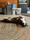 Millie aka Tina (Summer Blue Litter) - Photo 4