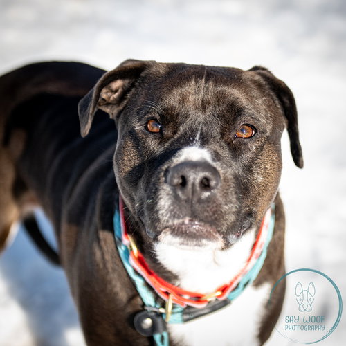 AC - MILLIE - Labrador Retriever / Pit Bull Terrier available for adoption