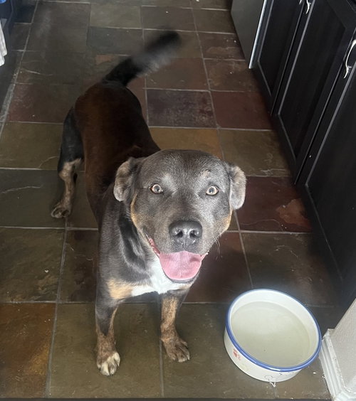 JOSEPH - Labrador Retriever / Terrier available for adoption