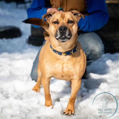 picture of the dog needing adoption