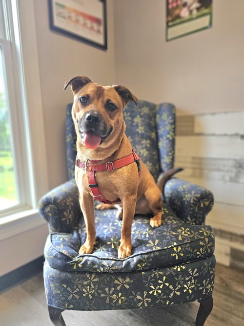 AC - Ajax, an adoptable Labrador Retriever in Brewster, NY