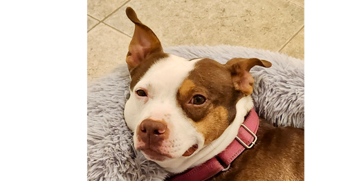 picture of the dog needing adoption