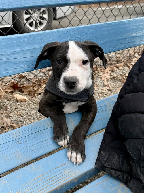 CHARLIE (MONROE PUPS) - American Pit Bull Terrier / Labrador Retriever available for adoption