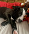 Charlie (Monroe Pups) - Photo 3