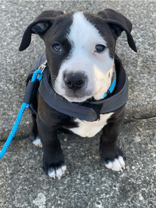 picture of the dog needing adoption