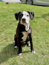 Charlie (Monroe Pups) - Photo 1