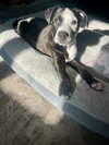 Charlie (Monroe Pups) - Photo 2