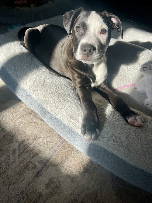 CHARLIE (MONROE PUPS) - American Pit Bull Terrier / Labrador Retriever available for adoption