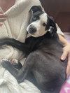 Charlie (Monroe Pups) - Photo 3