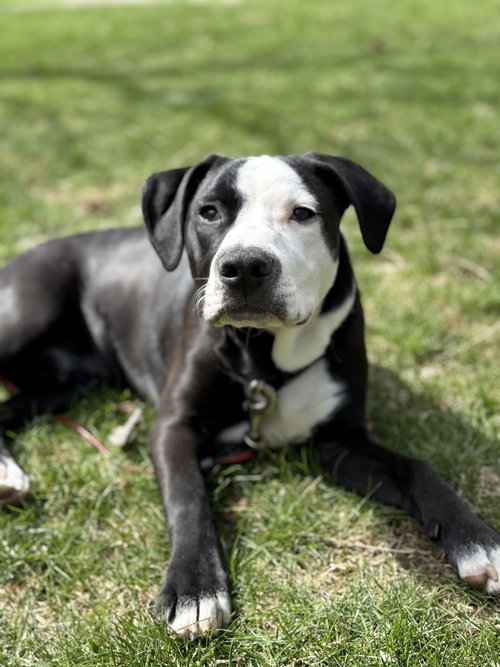 Charlie (Monroe Pups), an adoptable American Pit Bull Terrier in Brewster, NY