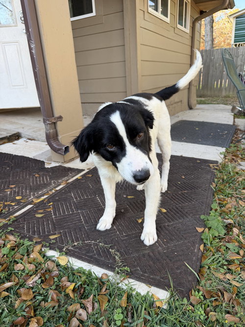 TONI - Border Collie / Labrador Retriever available for adoption
