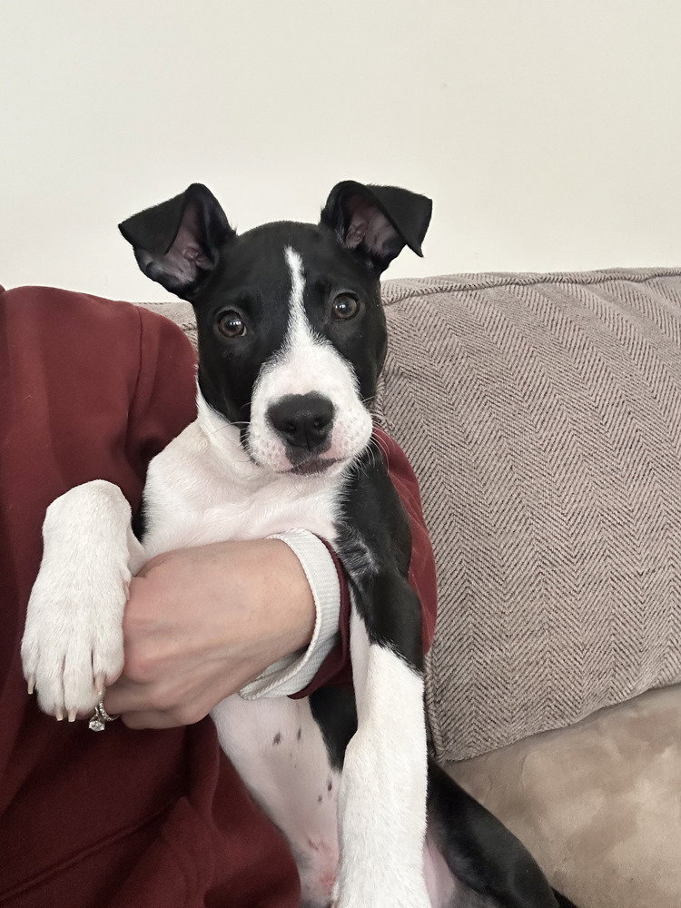 Chestnut (tn C-litter)