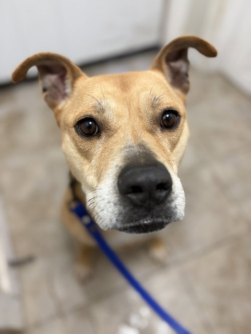 picture of the dog needing adoption