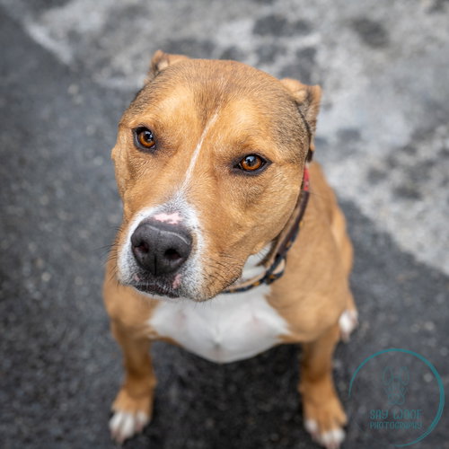 picture of the dog needing adoption