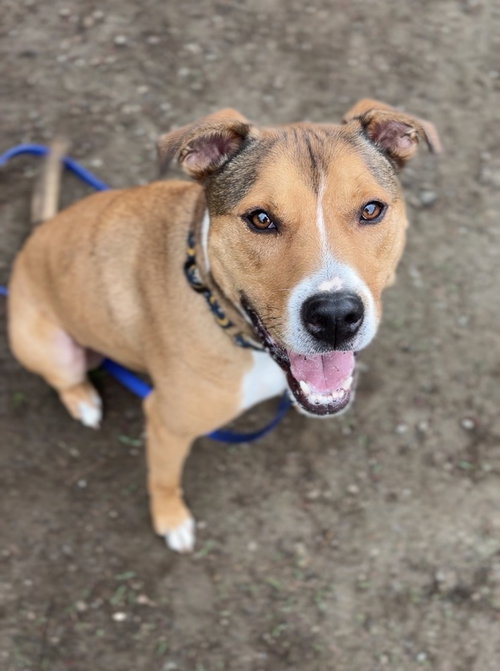 AC - Kody, an adoptable American Staffordshire Terrier in Brewster, NY