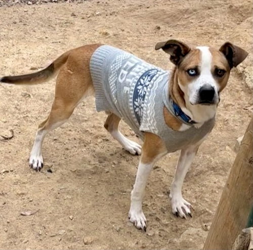picture of the dog needing adoption