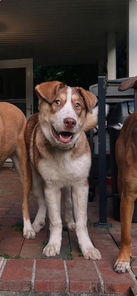 picture of the dog needing adoption