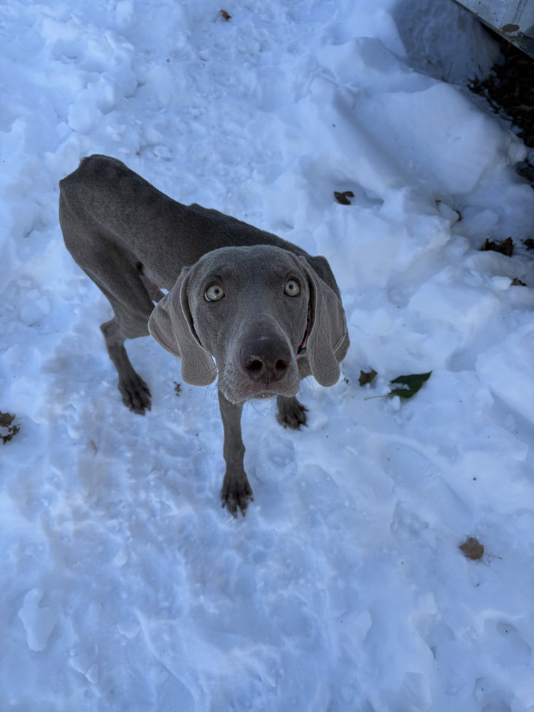Maxine (the Pitt Momma)