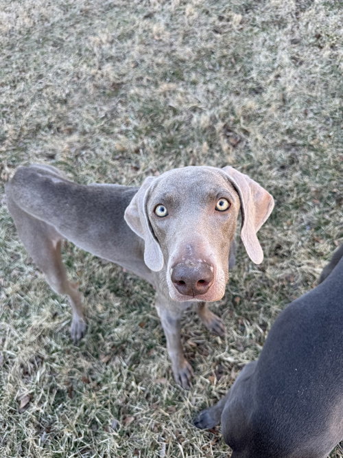 Maxine (The Pitt Momma), an adoptable Weimaraner in Brewster, NY