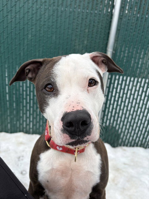 picture of the dog needing adoption
