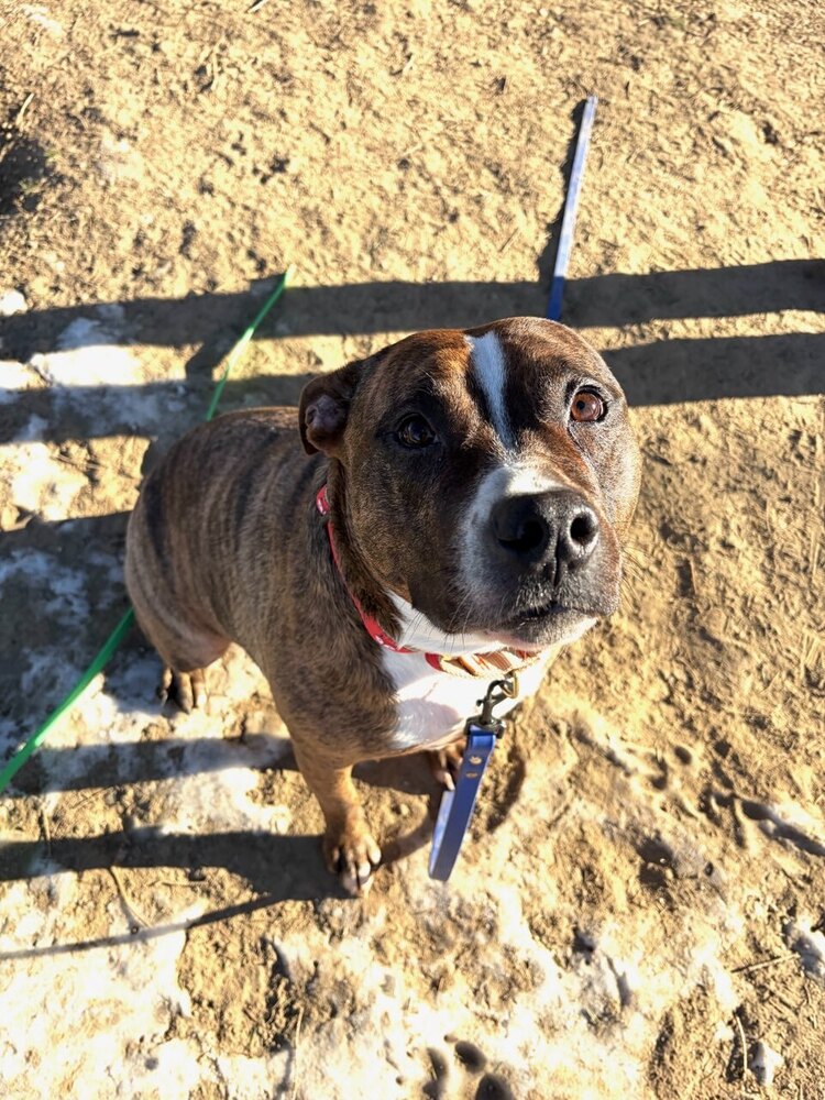 AC - Sage (Diamond's Litter) Image