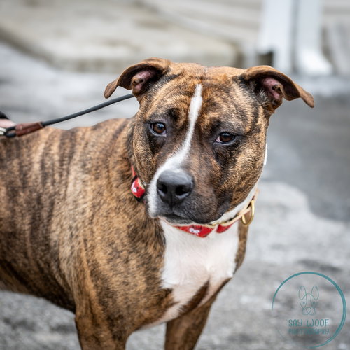 picture of the dog needing adoption