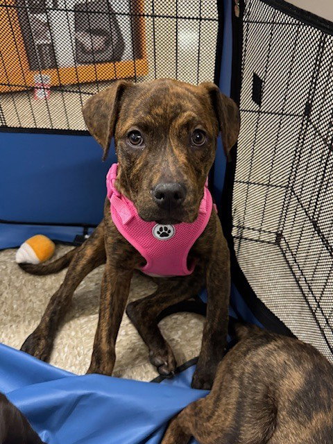 picture of the dog needing adoption