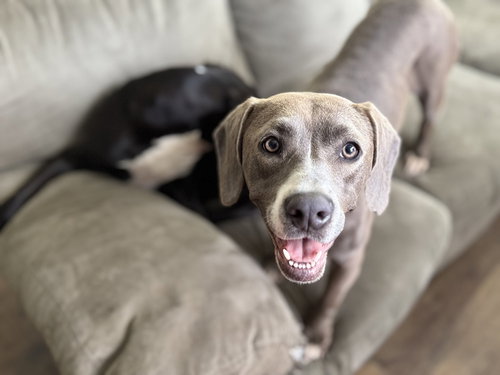 picture of the dog needing adoption