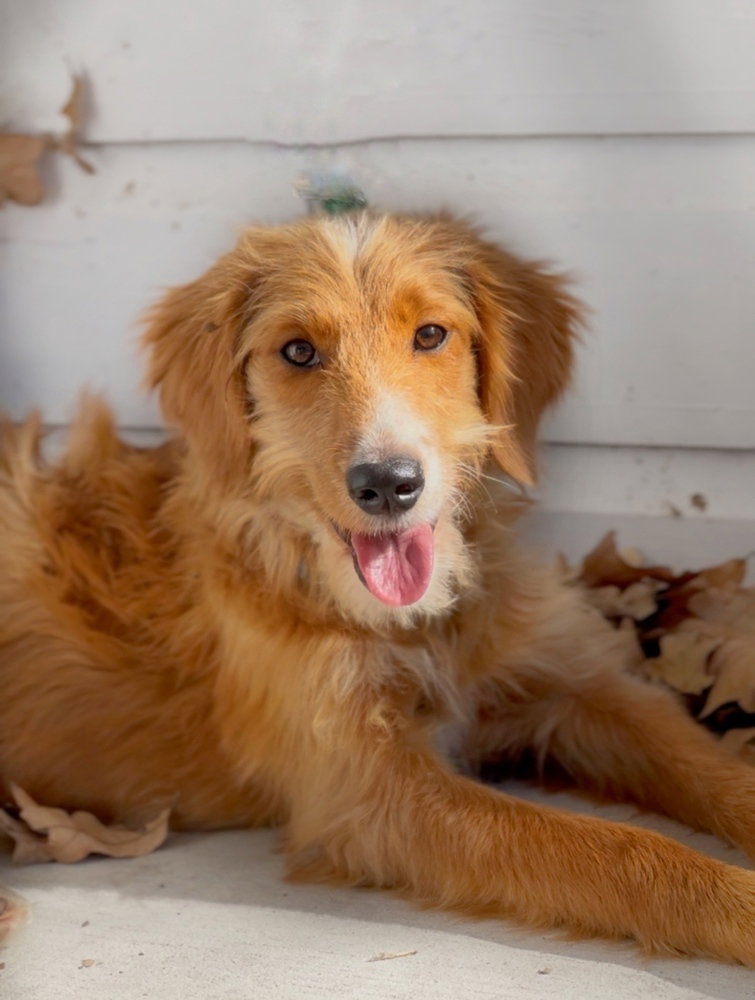 Cinnamon (conroe)