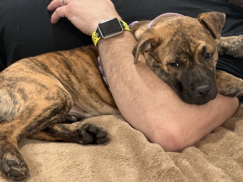 picture of the dog needing adoption
