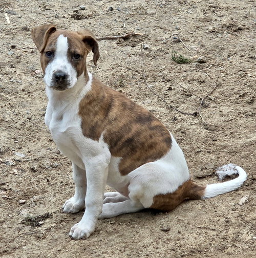 picture of the dog needing adoption