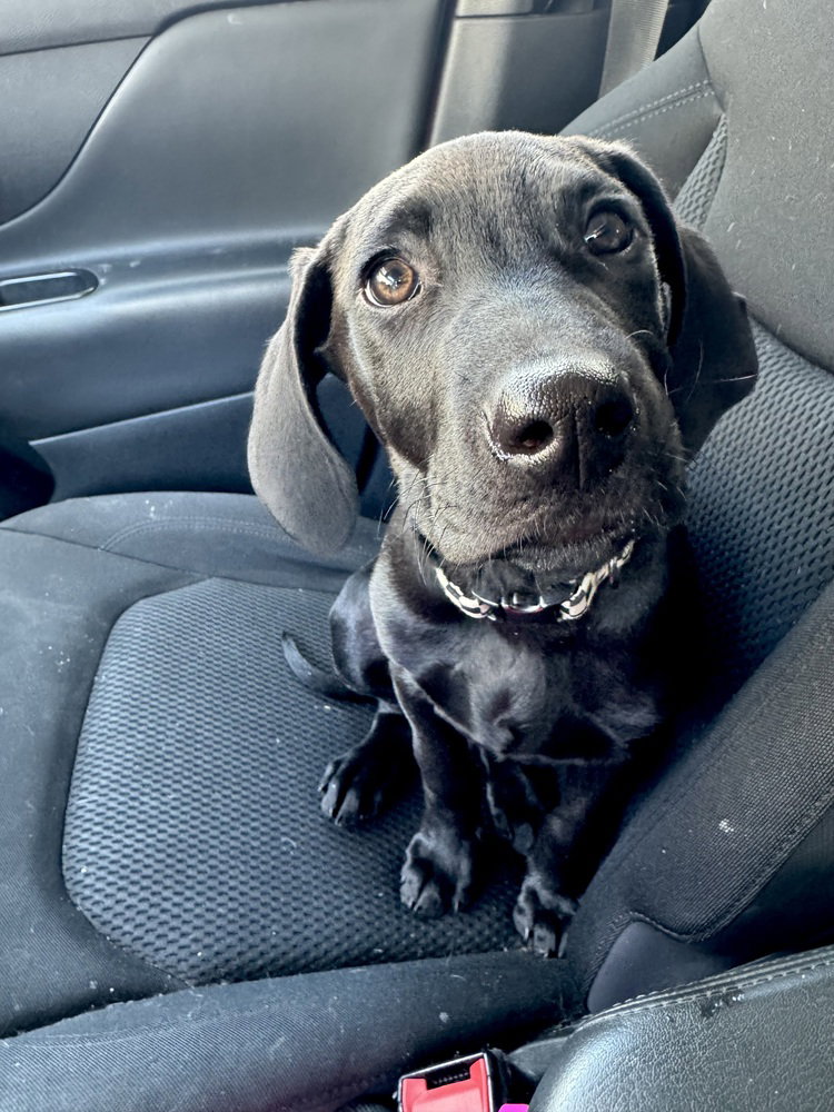 Labrador Retriever