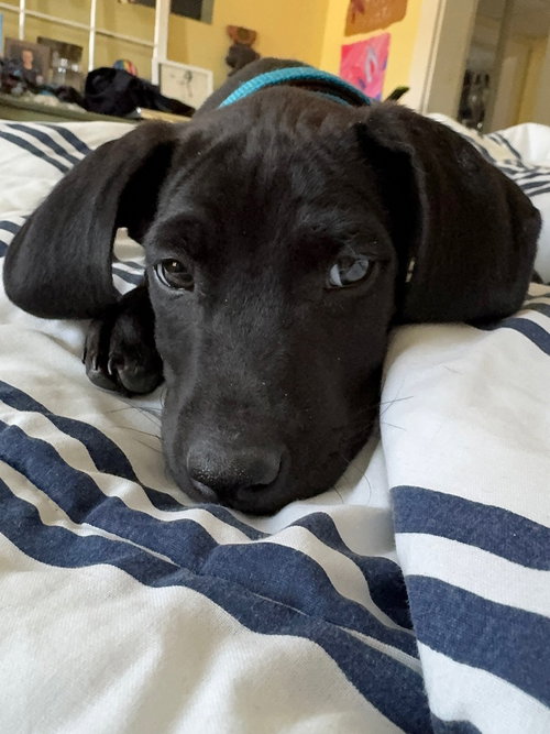 picture of the dog needing adoption