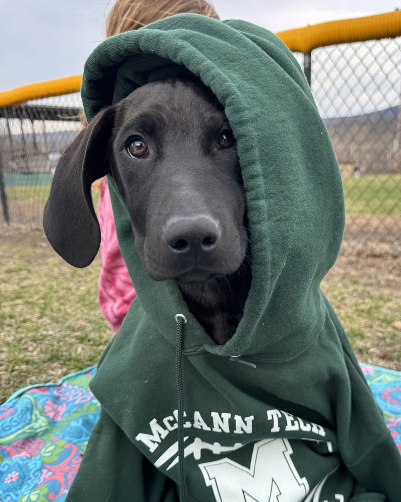Comet (Winter Wonderland Litter) Image