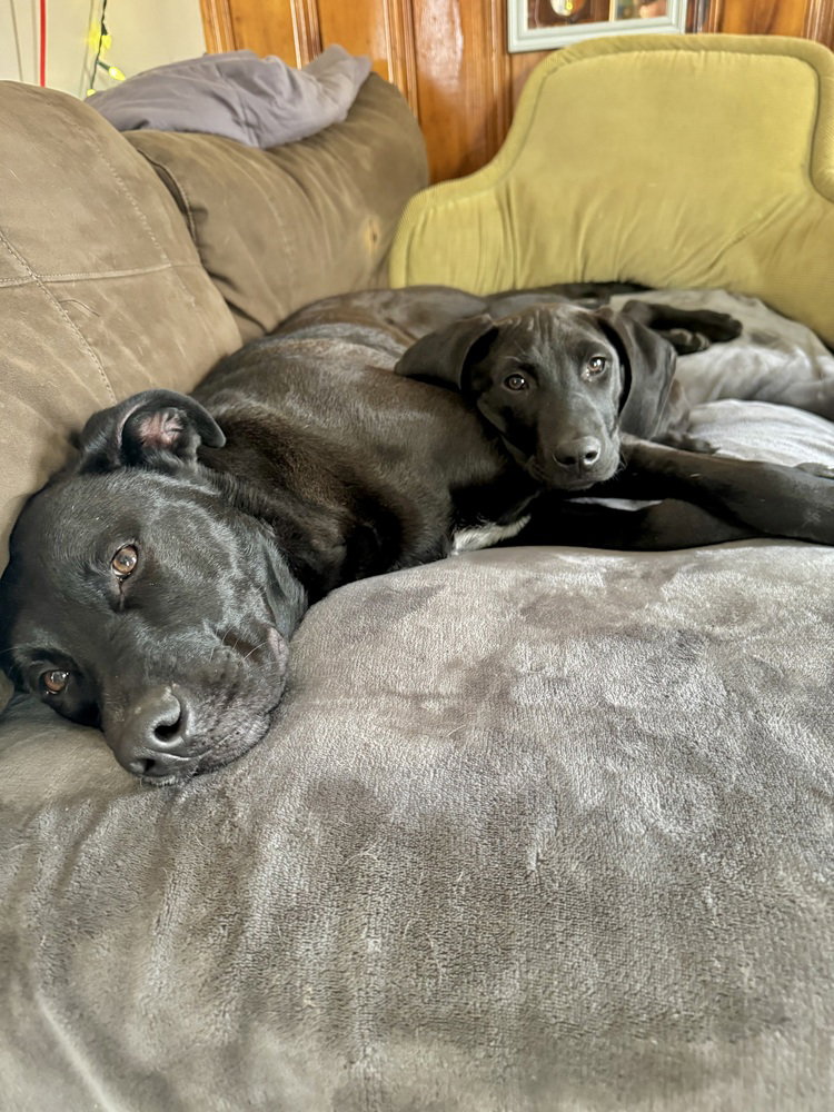 Comet (Winter Wonderland Litter)