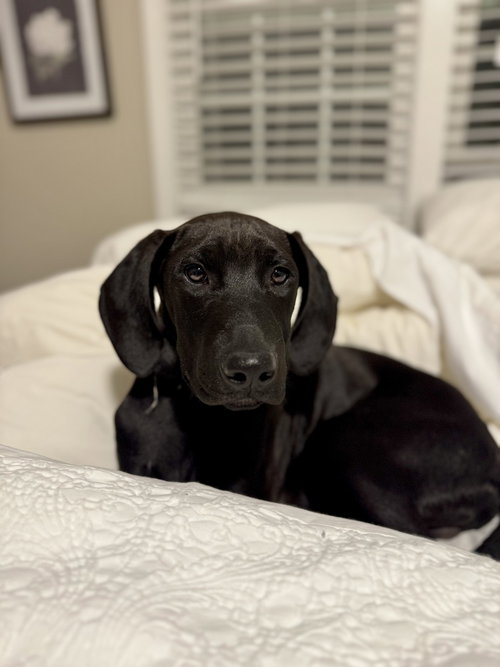 Comet (Winter Wonderland Litter)