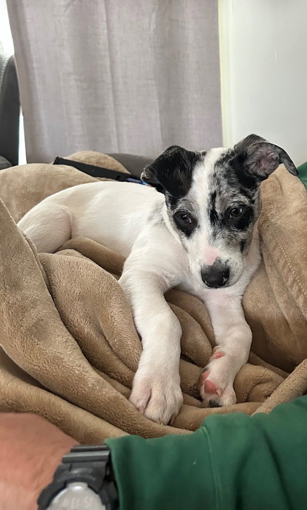Kash (Oakley's Litter) Image