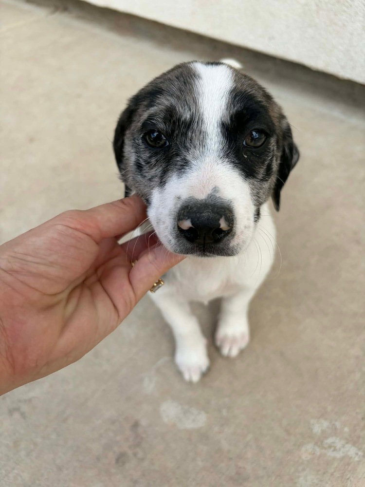 Savannah (oakley's Litter)