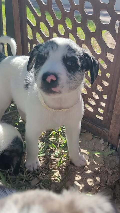 Suzy (Oakley's Litter) Image