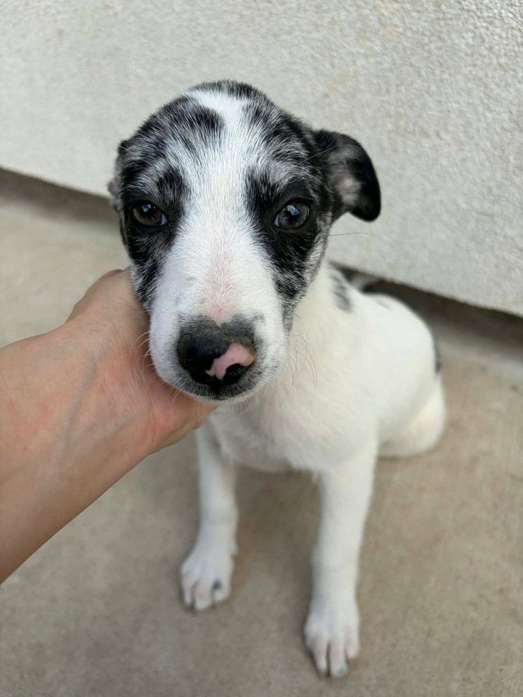 Suzy (oakley's Litter)