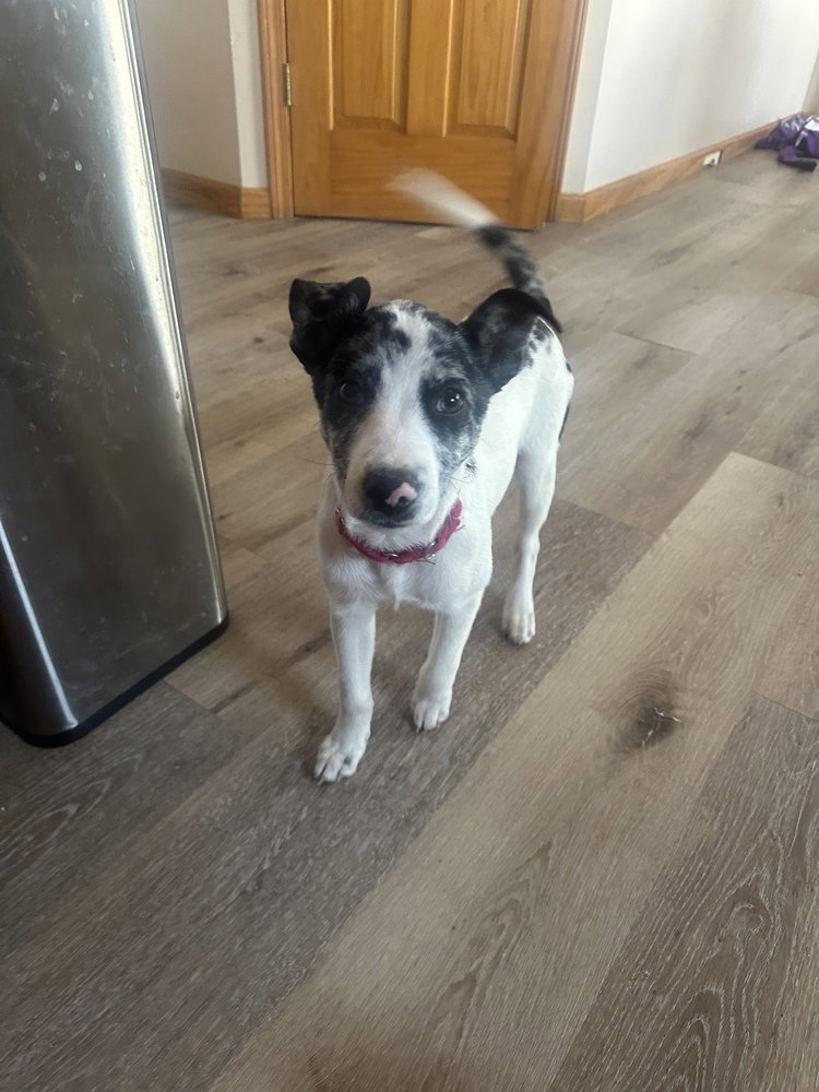 Suzy (Oakley's Litter) Image