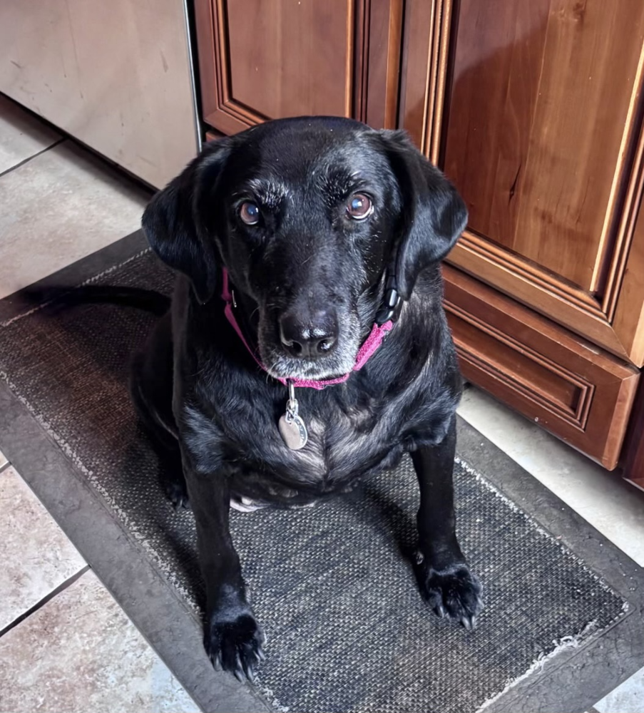 Labrador Retriever