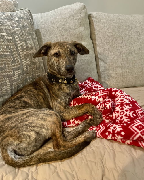 picture of the dog needing adoption