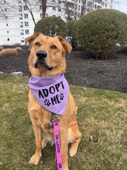 picture of the dog needing adoption