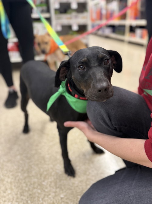 picture of the dog needing adoption