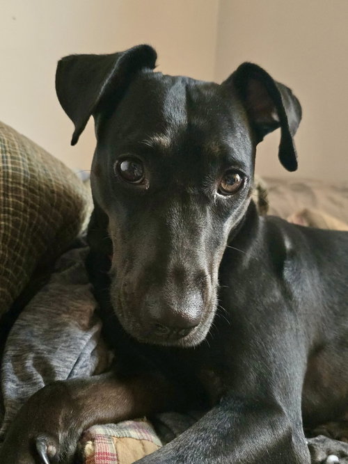 ELSA (WINTER WONDERLAND MAMA) - Hound / Foxhound available for adoption