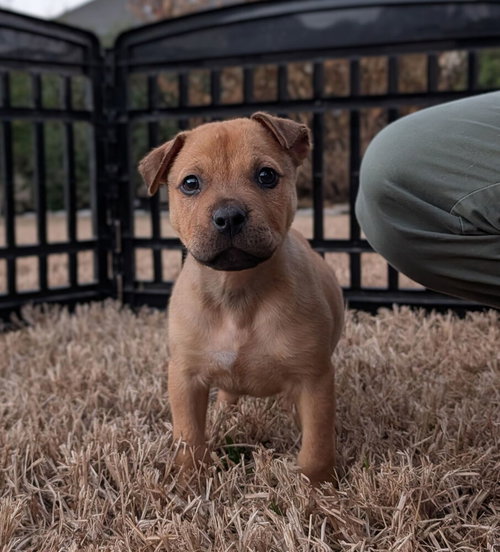 picture of the dog needing adoption