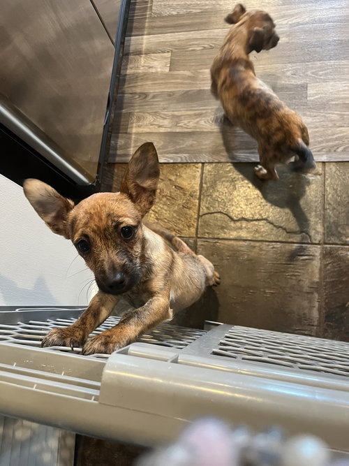 picture of the dog needing adoption