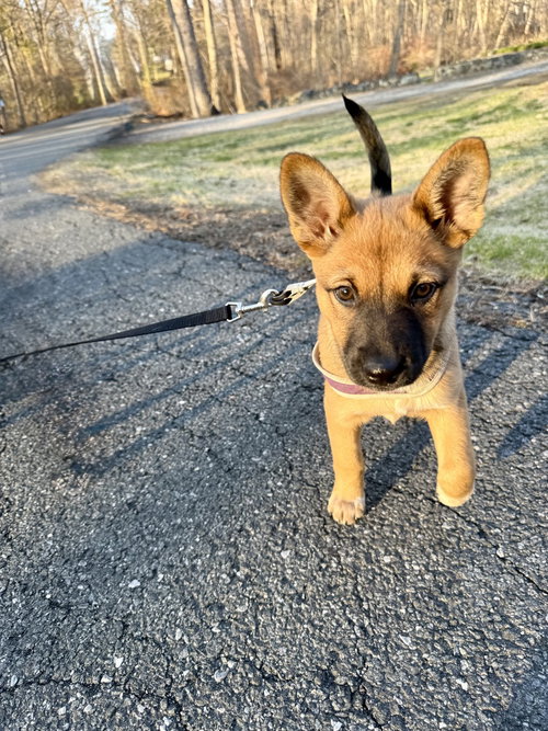 picture of the dog needing adoption